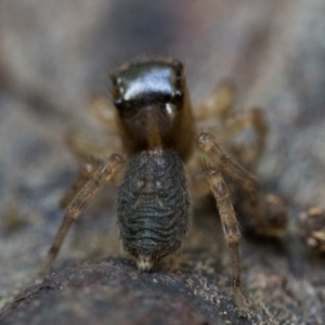 Maratus watagansi at ANBG - 28 Dec 2023 10:30 AM