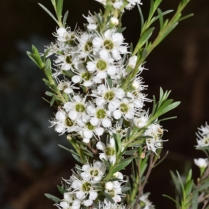 Kunzea ericoides at QPRC LGA - 29 Dec 2023