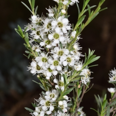 Kunzea ericoides (Burgan) at QPRC LGA - 29 Dec 2023 by DianneClarke