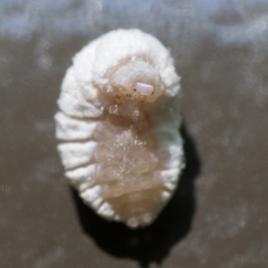 Coccinellidae (family) at ANBG - 28 Dec 2023 11:30 AM