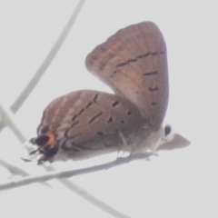 Jalmenus ictinus (Stencilled Hairstreak) at Acton, ACT - 29 Dec 2023 by JohnBundock