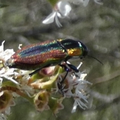 Selagis caloptera (Caloptera jewel beetle) at Boro - 28 Dec 2023 by Paul4K