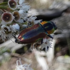 Selagis caloptera at QPRC LGA - suppressed