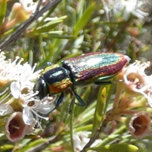 Selagis caloptera at QPRC LGA - suppressed