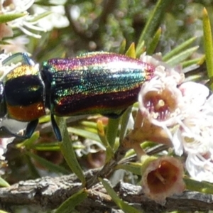 Selagis caloptera at QPRC LGA - suppressed