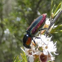 Selagis caloptera at QPRC LGA - 28 Dec 2023