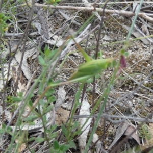 Caedicia simplex at Boro - 28 Dec 2023