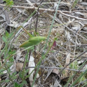 Caedicia simplex at Boro - 28 Dec 2023