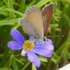 Nacaduba biocellata (Two-spotted Line-Blue) at Acton, ACT - 29 Dec 2023 by JohnBundock