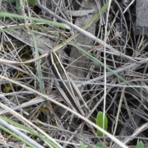 Macrotona australis at QPRC LGA - 28 Dec 2023