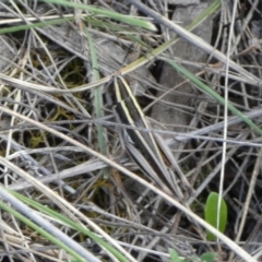 Macrotona australis at QPRC LGA - suppressed