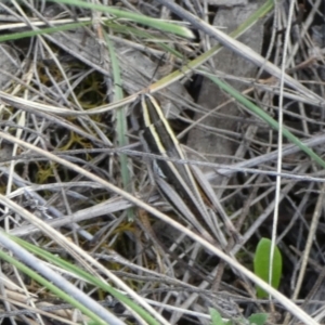 Macrotona australis at QPRC LGA - suppressed