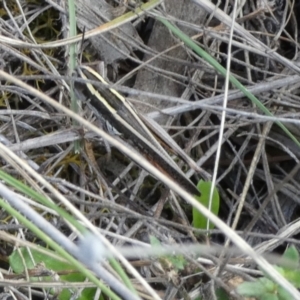 Macrotona australis at QPRC LGA - 28 Dec 2023