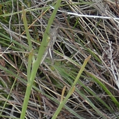 Acrididae sp. (family) (Unidentified Grasshopper) at Boro - 28 Dec 2023 by Paul4K