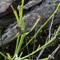 Acrididae sp. (family) at Boro - suppressed