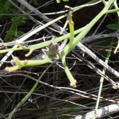 Acrididae sp. (family) at Boro - suppressed