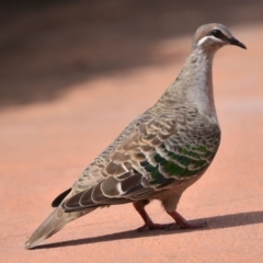 Phaps chalcoptera (Common Bronzewing) at Wollondilly Local Government Area - 27 Dec 2023 by Freebird