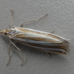 Hednota bivittella at Boro - 29 Dec 2023