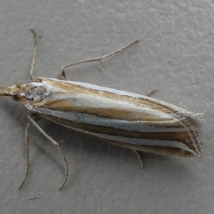 Hednota bivittella at Boro - 29 Dec 2023