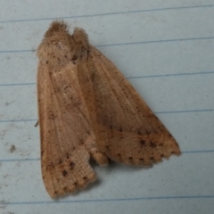 Pantydia (genus) (An Erebid moth) at Boro - 28 Dec 2023 by Paul4K