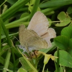 Zizina otis (Common Grass-Blue) at Acton, ACT - 29 Dec 2023 by JohnBundock