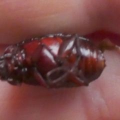 Melolonthinae (subfamily) at QPRC LGA - suppressed