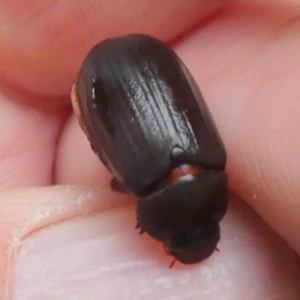 Melolonthinae (subfamily) at QPRC LGA - suppressed