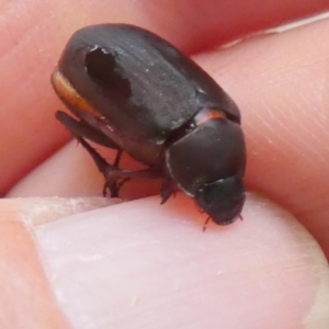 Melolonthinae (subfamily) at QPRC LGA - suppressed