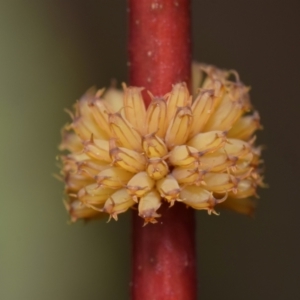 Paropsis atomaria at QPRC LGA - 29 Dec 2023