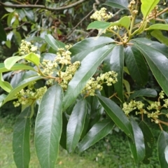 Alphitonia excelsa (Red Ash) at Jerrara, NSW - 29 Dec 2023 by plants