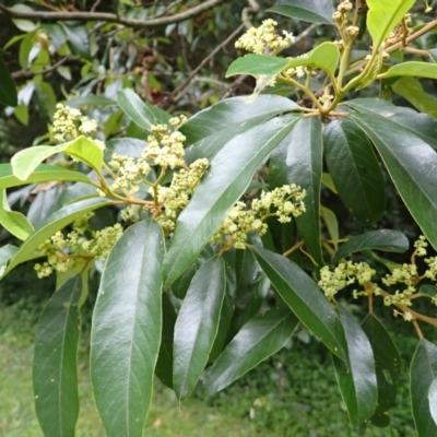 Alphitonia excelsa (Red Ash) at Jerrara, NSW - 29 Dec 2023 by plants