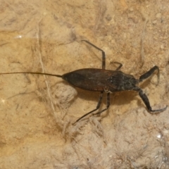 Laccotrephes tristis (Water Scorpion or Toe-biter) at Boro - 28 Dec 2023 by Paul4K