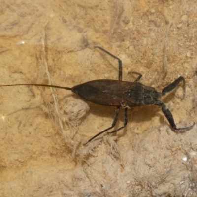 Laccotrephes tristis (Water Scorpion or Toe-biter) at Boro - 27 Dec 2023 by Paul4K