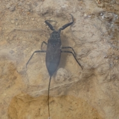 Laccotrephes tristis at QPRC LGA - suppressed