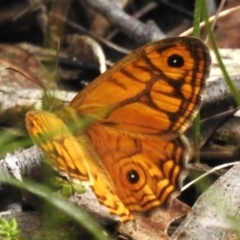 Geitoneura acantha (Ringed Xenica) at Paddys River, ACT - 27 Dec 2023 by JohnBundock