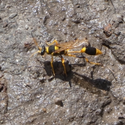 Sceliphron laetum (Common mud dauber wasp) at Boro - 28 Dec 2023 by Paul4K