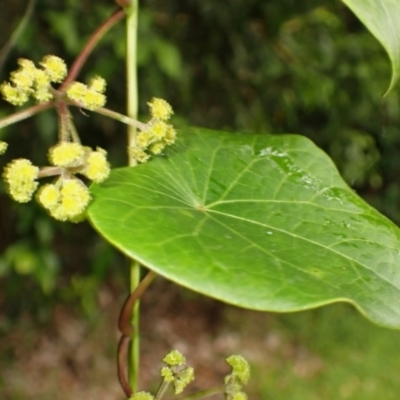 Stephania japonica var. discolor (Snake Vine) at Jerrara, NSW - 29 Dec 2023 by plants