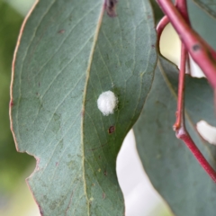 Glycaspis sp. (genus) (Unidentified sugary lerp) at City Renewal Authority Area - 29 Dec 2023 by Hejor1