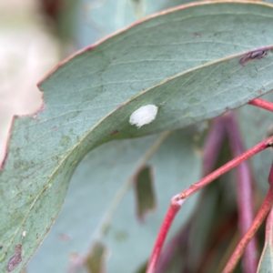 Glycaspis sp. (genus) at City Renewal Authority Area - 29 Dec 2023