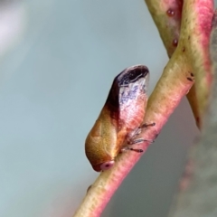 Chaetophyes compacta (Tube spittlebug) at City Renewal Authority Area - 29 Dec 2023 by Hejor1