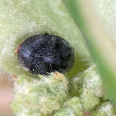 Coccinellidae (family) (Unidentified lady beetle) at City Renewal Authority Area - 29 Dec 2023 by Hejor1