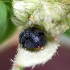 Coccinellidae (family) at City Renewal Authority Area - 29 Dec 2023