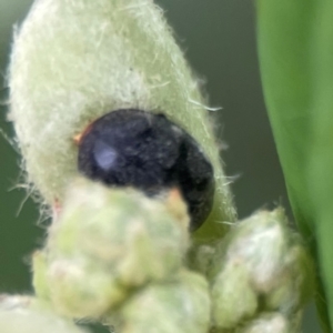 Coccinellidae (family) at City Renewal Authority Area - 29 Dec 2023