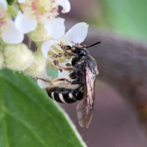 Lasioglossum (Chilalictus) sp. (genus & subgenus) at City Renewal Authority Area - 29 Dec 2023