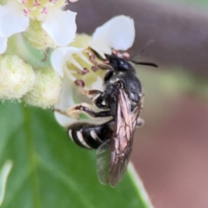 Lasioglossum (Chilalictus) sp. (genus & subgenus) at City Renewal Authority Area - 29 Dec 2023