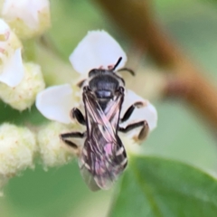 Lasioglossum (Chilalictus) sp. (genus & subgenus) at City Renewal Authority Area - 29 Dec 2023 02:43 PM