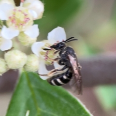 Lasioglossum (Chilalictus) sp. (genus & subgenus) at City Renewal Authority Area - 29 Dec 2023