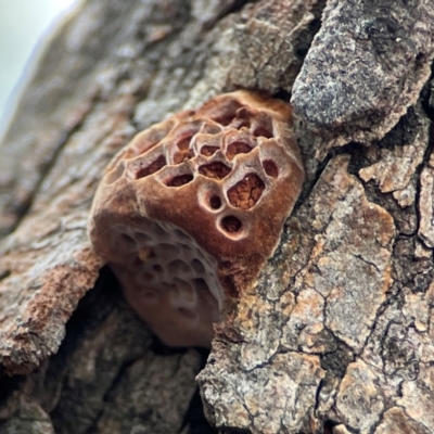 Hexagonia vesparia (Wasp Nest Polypore) at City Renewal Authority Area - 29 Dec 2023 by Hejor1