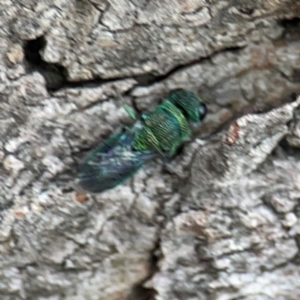 Chrysididae (family) at City Renewal Authority Area - 29 Dec 2023