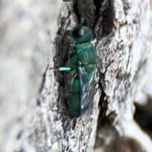 Chrysididae (family) at City Renewal Authority Area - 29 Dec 2023